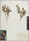 Foto von Salix glauca L. x Salix phylicifolia L.